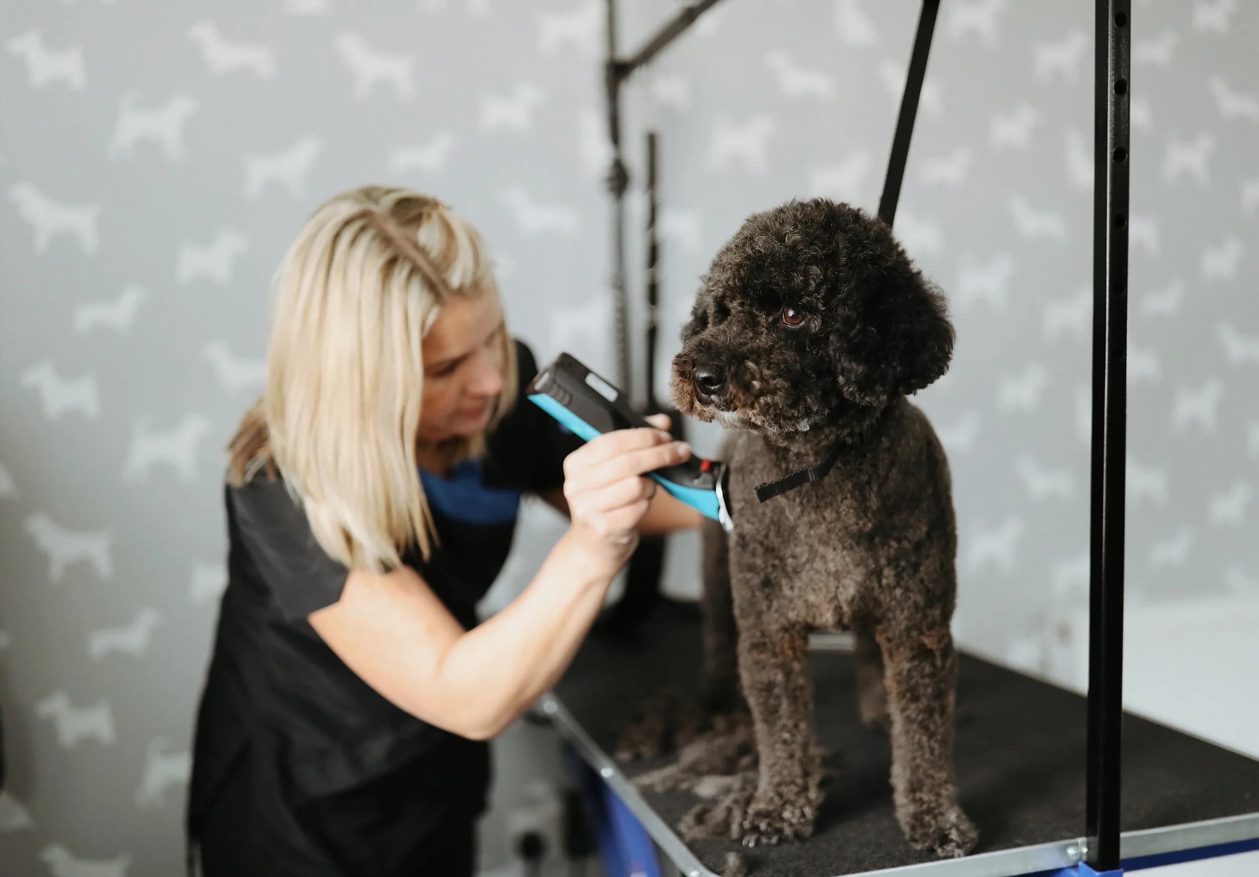 A groomer trimming a curly black poodle