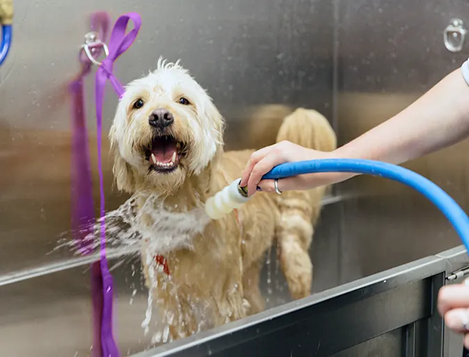 A dog being rinsed after a bath