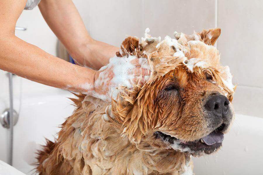 A dog getting a bubbly shampoo at bath time
