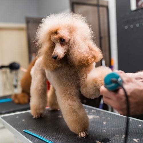 An apricot poodle standing on the grooming table