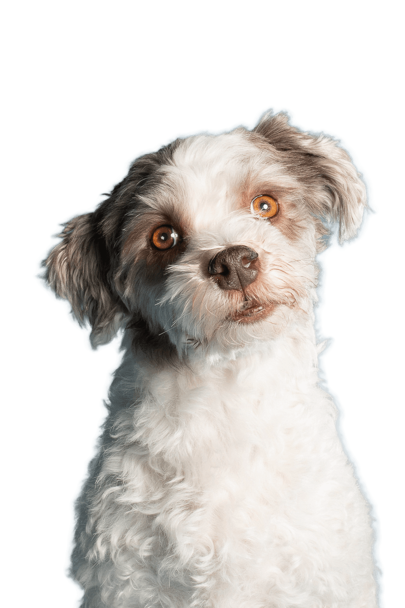 Freshly groomed dog