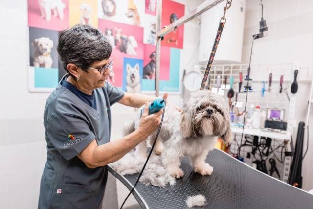 A groomer carefully trimming a Shih Tzu in our studio