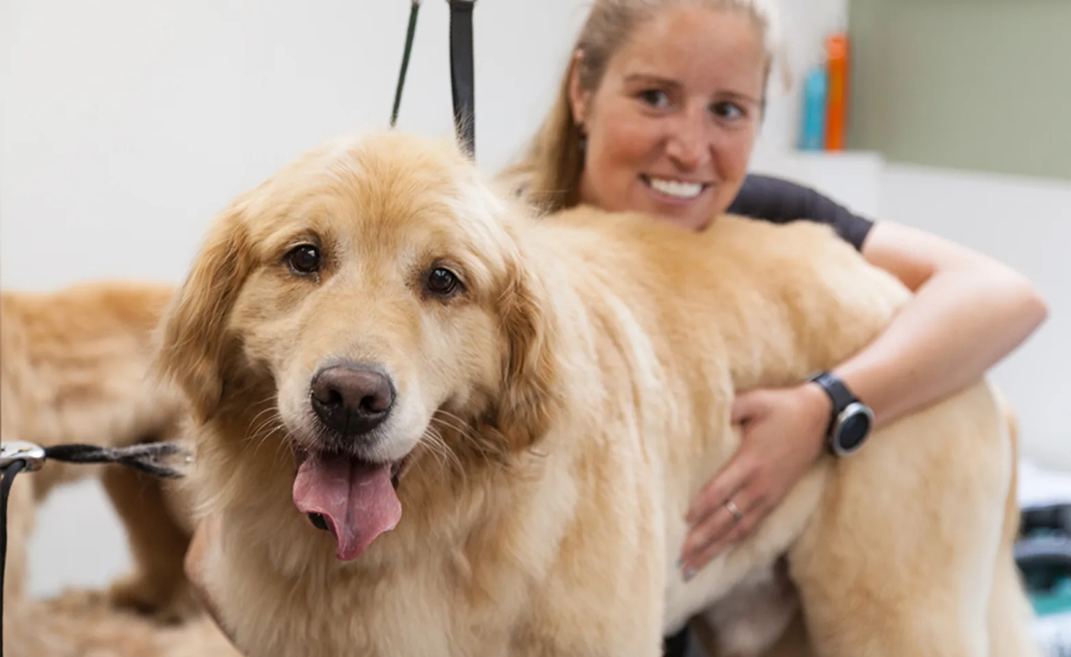 A happy Golden Retriever with its groomer