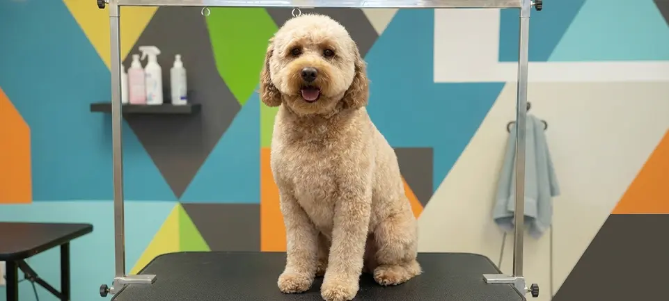 A freshly groomed poodle sitting on the grooming table
