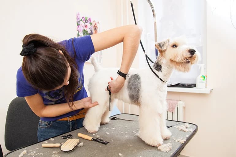 A groomer scissor-trimming a wire fox terrier