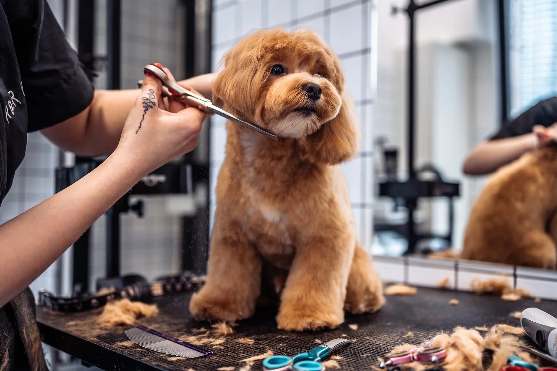 A groomer scissor-trimming a curly-haired poodle mix