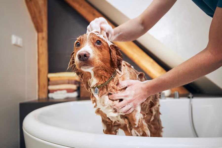 A dog being gently bathed