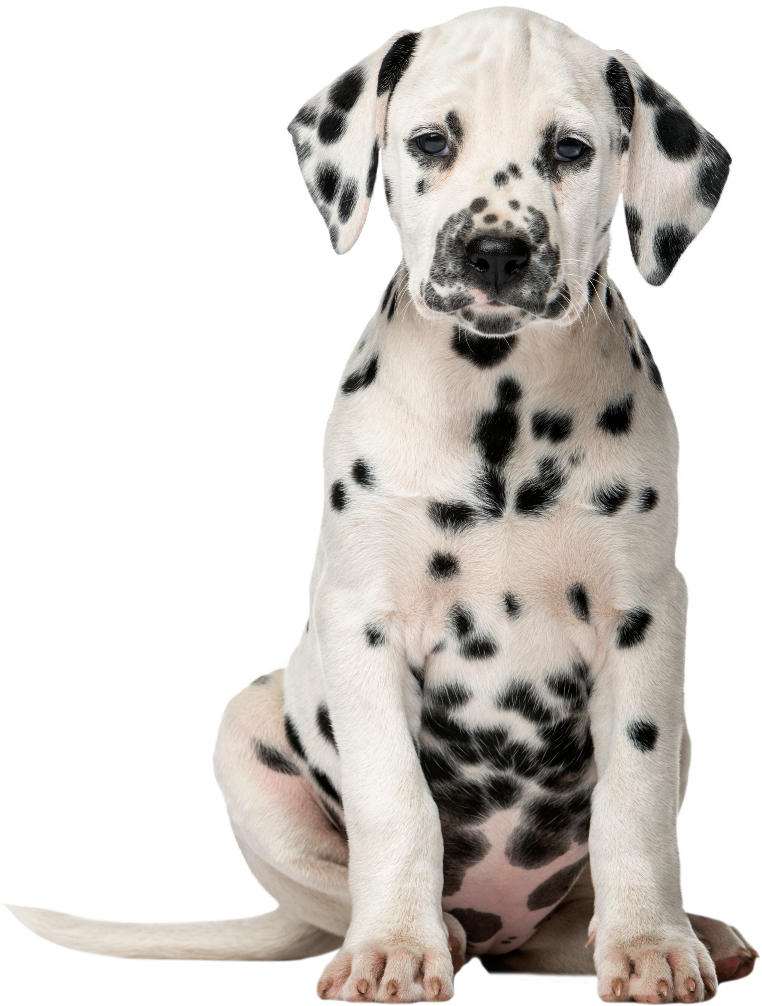 A Dalmatian puppy sitting
