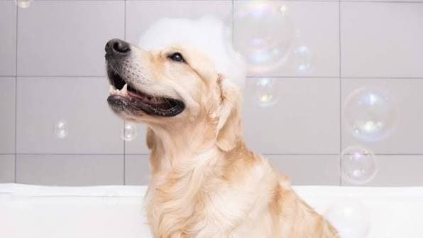 A Golden Retriever with shampoo bubbles on its head during a bath