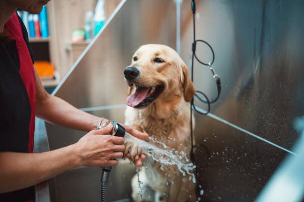 A groomer rinsing a Golden Retriever with a handheld sprayer