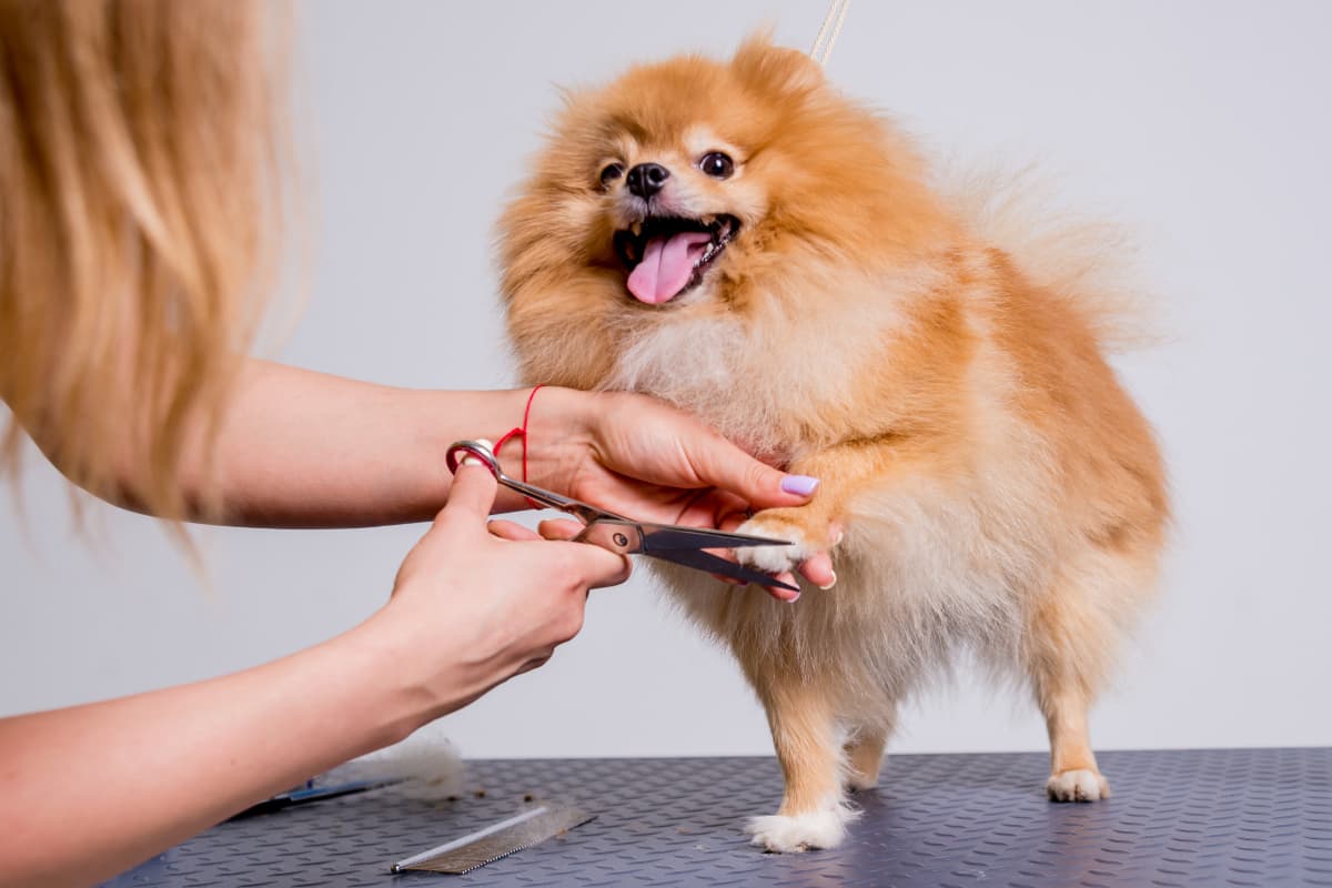 A groomer trimming a Pomeranian's nails