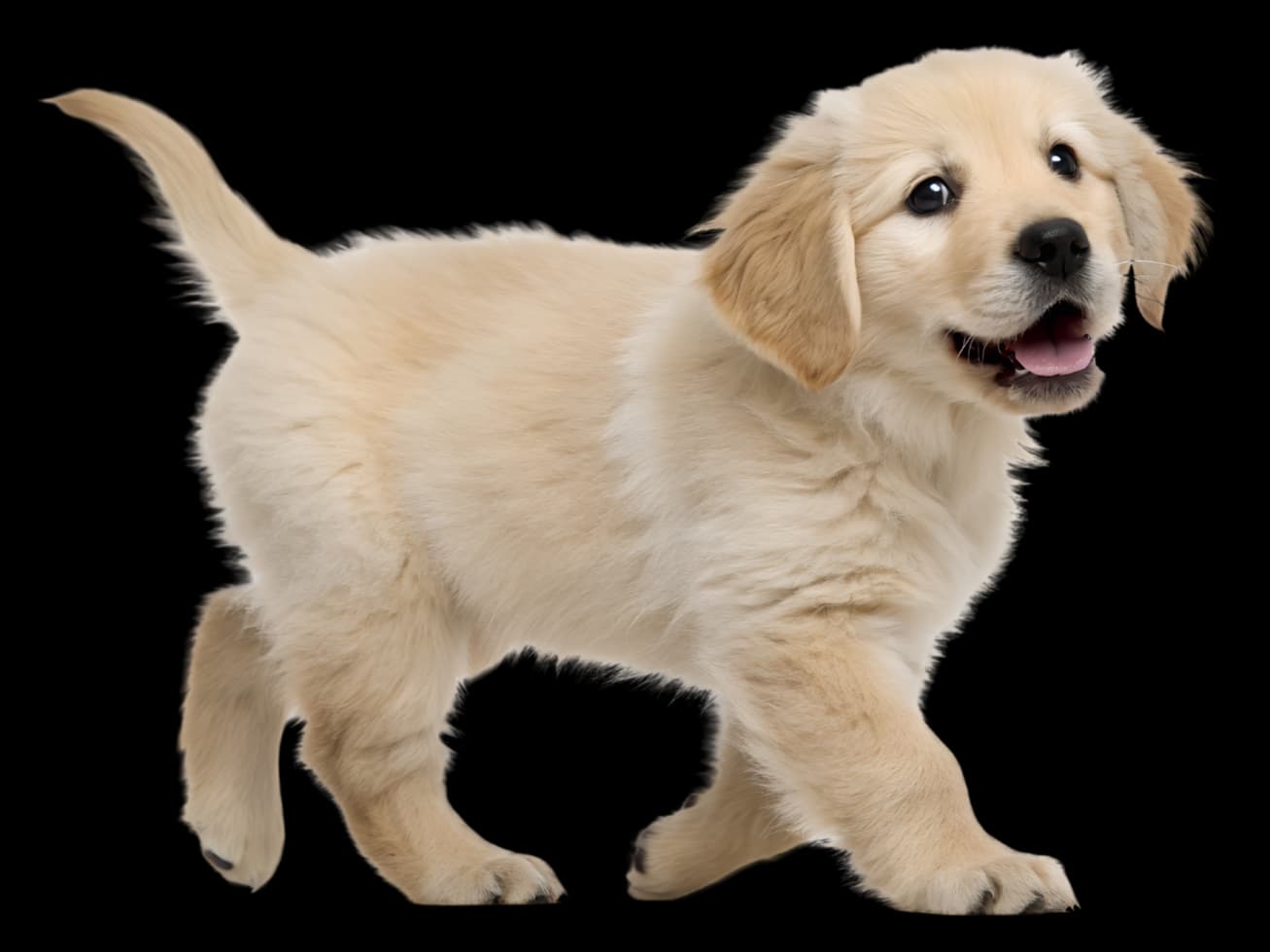A golden retriever puppy walking